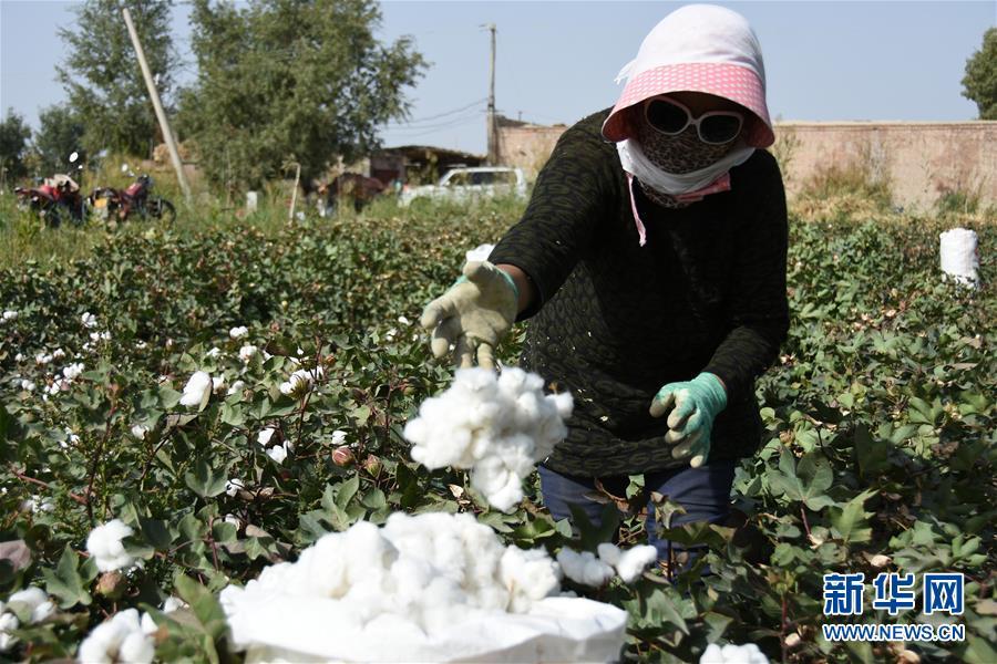我国棉花主产区新疆 进入棉花采收期